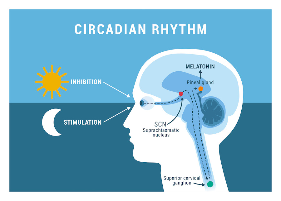 The circadian rhythm and sleep-wake cycle